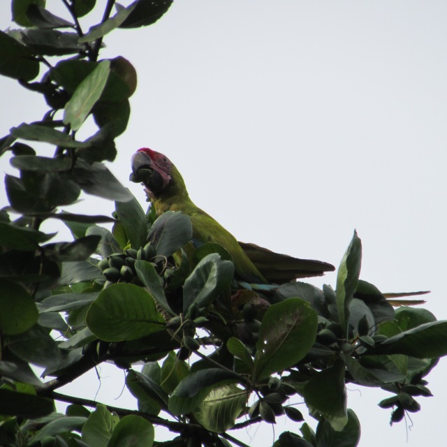 Great Green Macaw eating almonds.