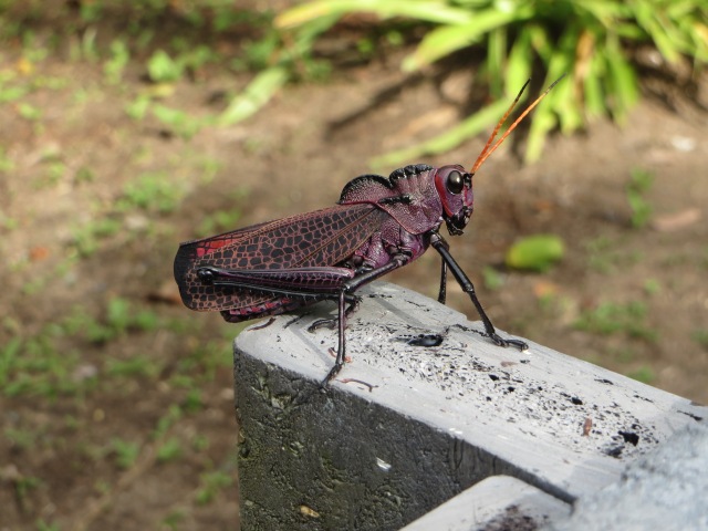 A type of locust that I always found in groups. This one was about 4 inches long.