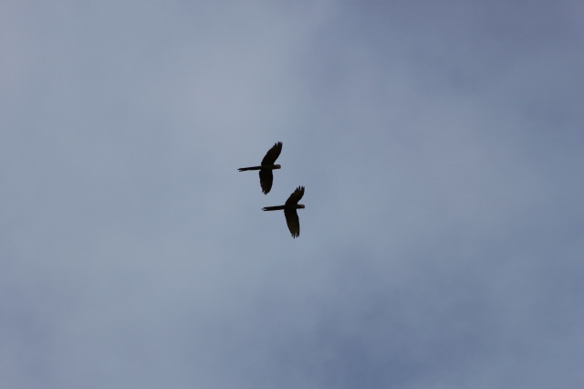 A pair of Great Green Macaws flying overhead.