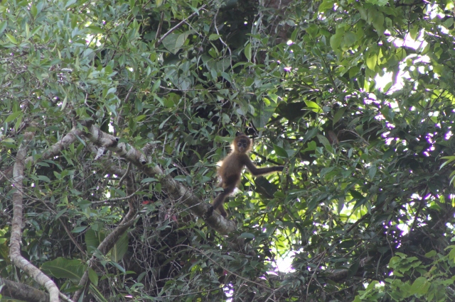 A young spider monkey. This guy acted just like a human toddler. While his mom was eating in a nearby branch, he kept swinging in circles entertaining himself. It was cute.