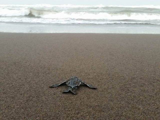 The leatherback hatchling we released from the nest excavation.
