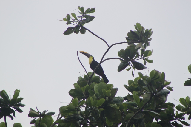 A Chestnut-mandibled Toucan calling on our way to the Ranario. We found a dead toucan on the beach that morning and suspect it was the mate. 