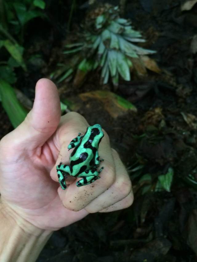 A Green and Black Poison Dart Frog in the Ranario.