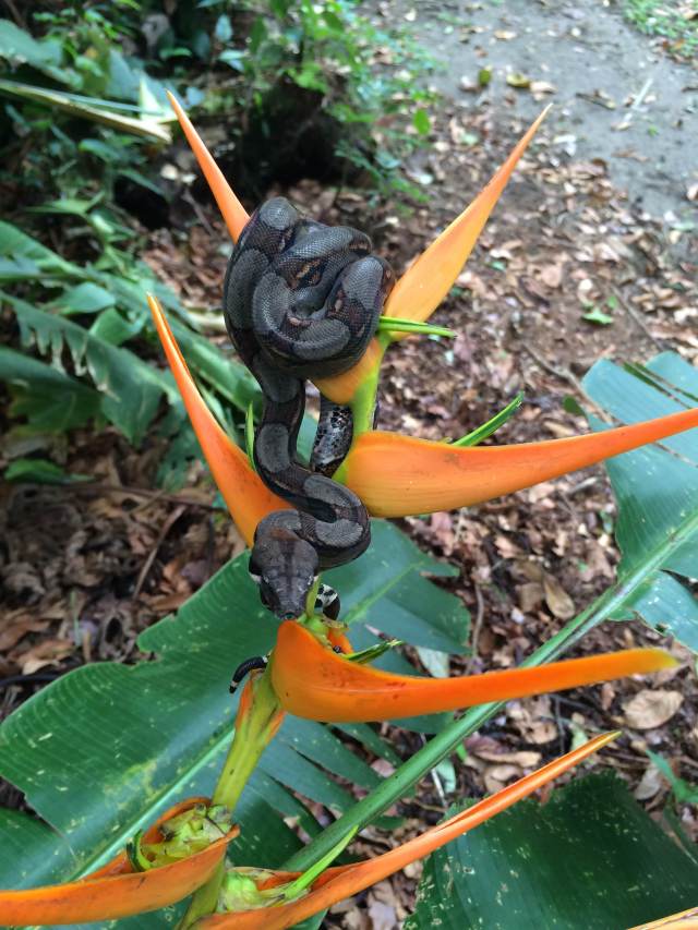 A baby boa perfectly posed on a Heliconia.